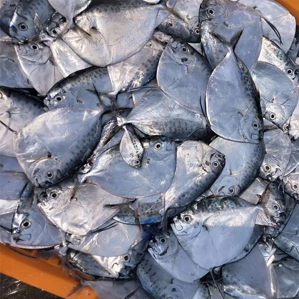 Frozen Moon Fish Whole Round